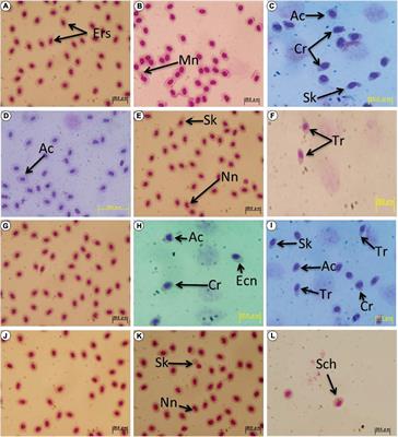 Low Dose-Rate Irradiation of Gamma-Rays-Induced Cytotoxic and Genotoxic Alterations in Peripheral Erythrocytes of p53-Deficient Medaka (Oryzias latipes)